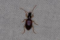 Oxypselaphus obscurus