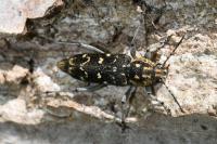 Xylotrechus rusticus