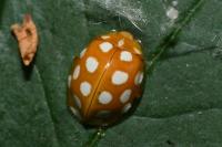 Halyzia sedecimguttata