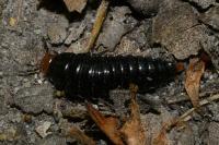 Dendroxena quadrimaculata