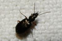 Bembidion punctulatum