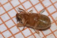 Heterocerus fenestratus