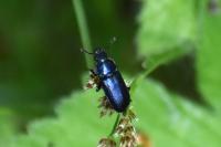 Platycerus caraboides