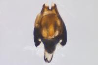 Heterocerus fenestratus