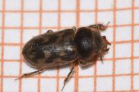 Heterocerus fenestratus