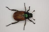 Phyllopertha horticola