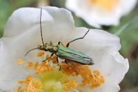 Oedemera nobilis