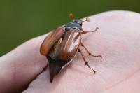 Melolontha melolontha