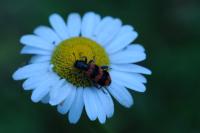 Trichodes apiarius