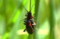 Cantharis rustica