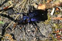 Carabus intricatus