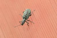 Polydrusus cervinus