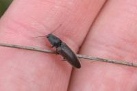 Athous haemorrhoidalis