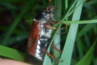 Melolontha melolontha