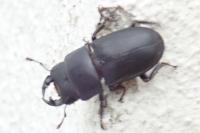 Dorcus parallelipipedus