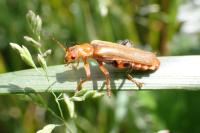 Cantharis livida