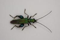 Oedemera nobilis