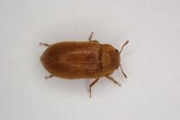 Byturus ochraceus
