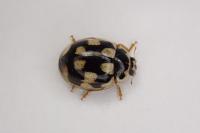 Propylea quatuordecimpunctata