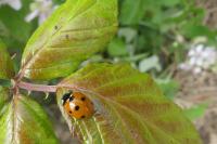 Coccinella septempunctata