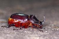 Oryctes nasicornis