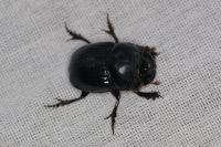 Copris lunaris