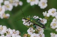 Oedemera nobilis