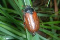 Melolontha melolontha