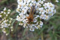 Oedemera podagrariae