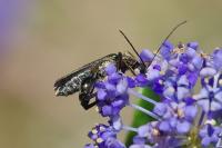 Oedemera flavipes