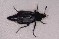 Necrodes littoralis