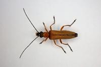 Oedemera podagrariae