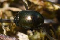 Chrysolina hyperici