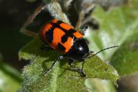 Cryptocephalus loreyi