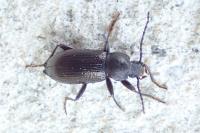 Stenomax aeneus