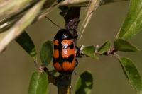 Cryptocephalus loreyi