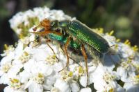Cerocoma schaefferi