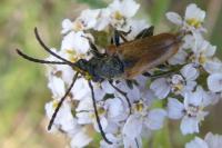 Pseudovadonia livida