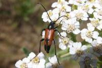 Stenurella bifasciata