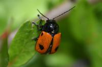 Cryptocephalus bipunctatus