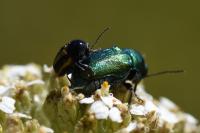 Cryptocephalus vittatus