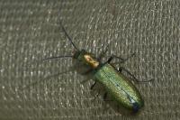 Chrysanthia viridissima