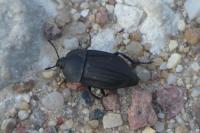 Silpha carinata