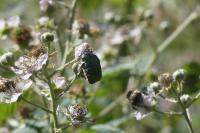 Cetonia