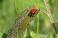 Chrysomela populi