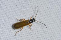 Rhagonycha lignosa