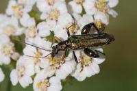 Oedemera flavipes