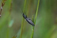 Cidnopus pilosus