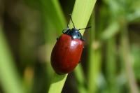 Chrysomela populi