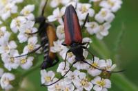Stenurella melanura